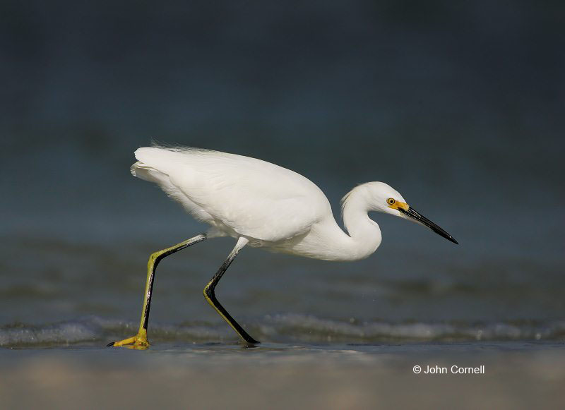 Snowy Egret;Egret;Egretta thula;One;one animal;avifauna;bird;birds;feather;feathered;outdoors;outside;untamed;wild;color;color photograph;daytime;close up;color image;photography;animals in the wild;feathers;wilderness;perch;perching;watching;watchful;Feeding Behavior;Foraging;Close up